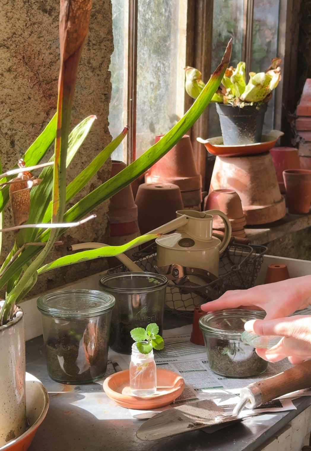 Mes 3 conseils pour rempoter ses boutures. 🌱 • Je vous l’avais confié : depuis un an et demi, je me suis prise de passion pour les boutures. 🙊 Une table, dans mon bureau, est d’ailleurs consacrée à toutes ces mini plantes vertes en train de grandir. 🪴 • Je vous ai expliqué ma technique préférée pour les plantes à petites feuilles : la bouture à l’étouffée. Mais je ne vous ai encore jamais parlé de « l’après bouturage », une fois que les racines se sont suffisamment développées pour quitter leur bocal. 🌿 • Alors comme j’avais trois boutures de pilea glauca grezy à rempoter, j’ai tourné cette petite vidéo pour vous montrer comment je procède, et surtout vous donner trois conseils et astuces pour que vos boutures se développent bien après le rempotage ! 💡 • 👉🏼 Pour la technique de la bouture à l’étouffée, l’article est sur le blog. N’hésitez pas à me demander le lien en commentaire si vous voulez le recevoir par message. • #bouture #bouturage #plantes #plantesvertes #astucejardin #astucejardinage #viealacampagne 