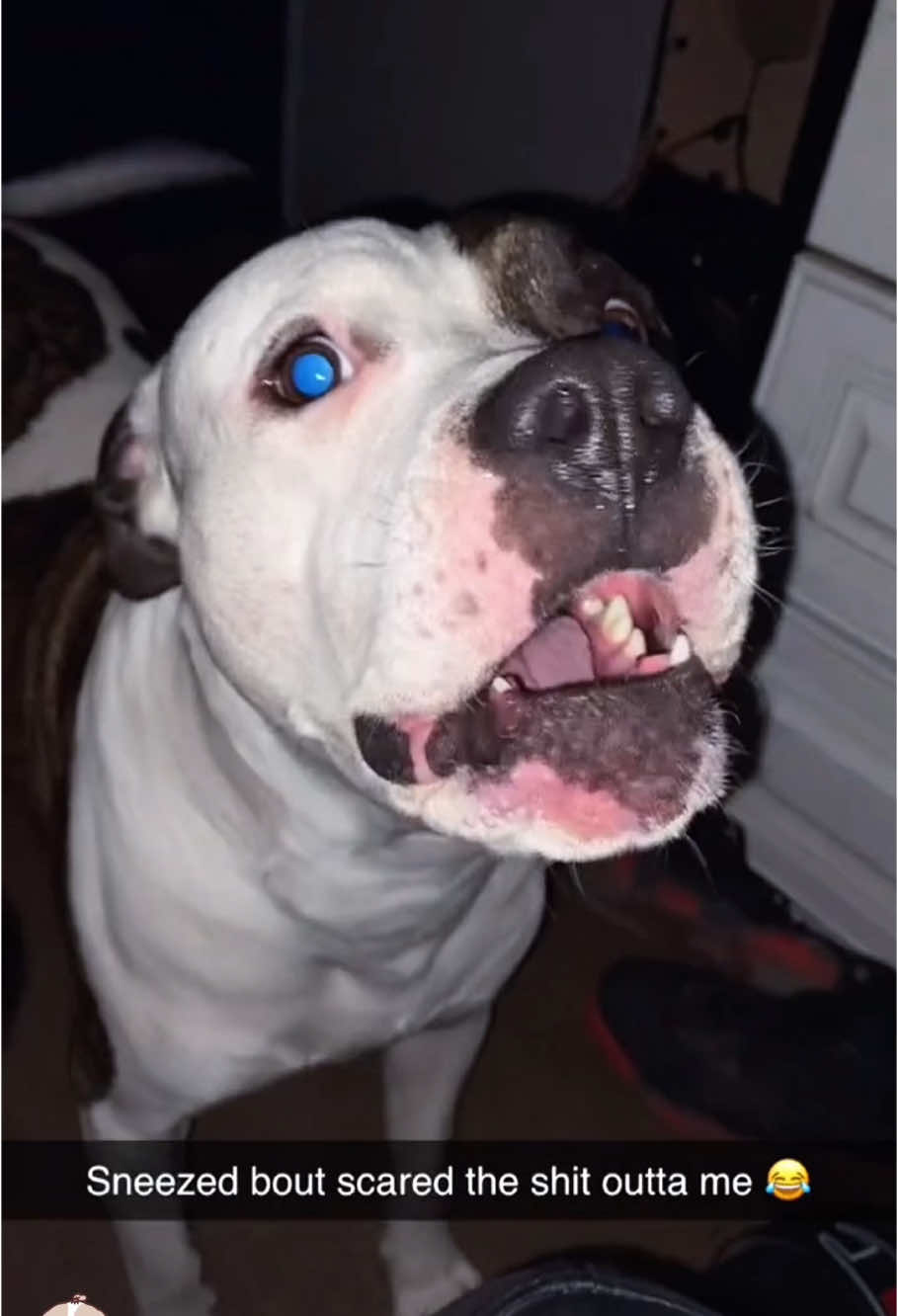 Dog sneeze attack!#dog #funny #funnyanimals #funnypets #animals  #dogsofttiktok  #pet  #foryou  