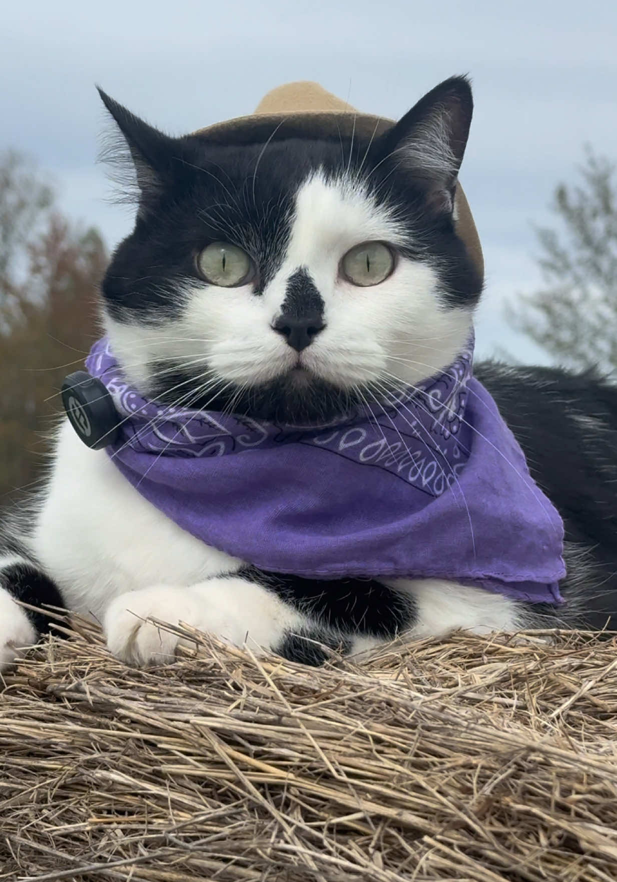 Meowdy purrtners. The absolutely useless film crew will be getting a write up for walking to different hay bales and spots on the inspection field in the middle of inspections. 🧐 Absolutely unacceptable! 😤 🧐  If you’re a fan of Jack Spicer’s kitty cat cowboy content please consider subscribing to his Patreon linked in bio 😊  #cat #cattok #funnycat #catwalks #catlover #kittycat #catsoftiktok #catmeow #catwalk #cutecat #purr #tuxedocat #catvideos #catlovers #kitty 