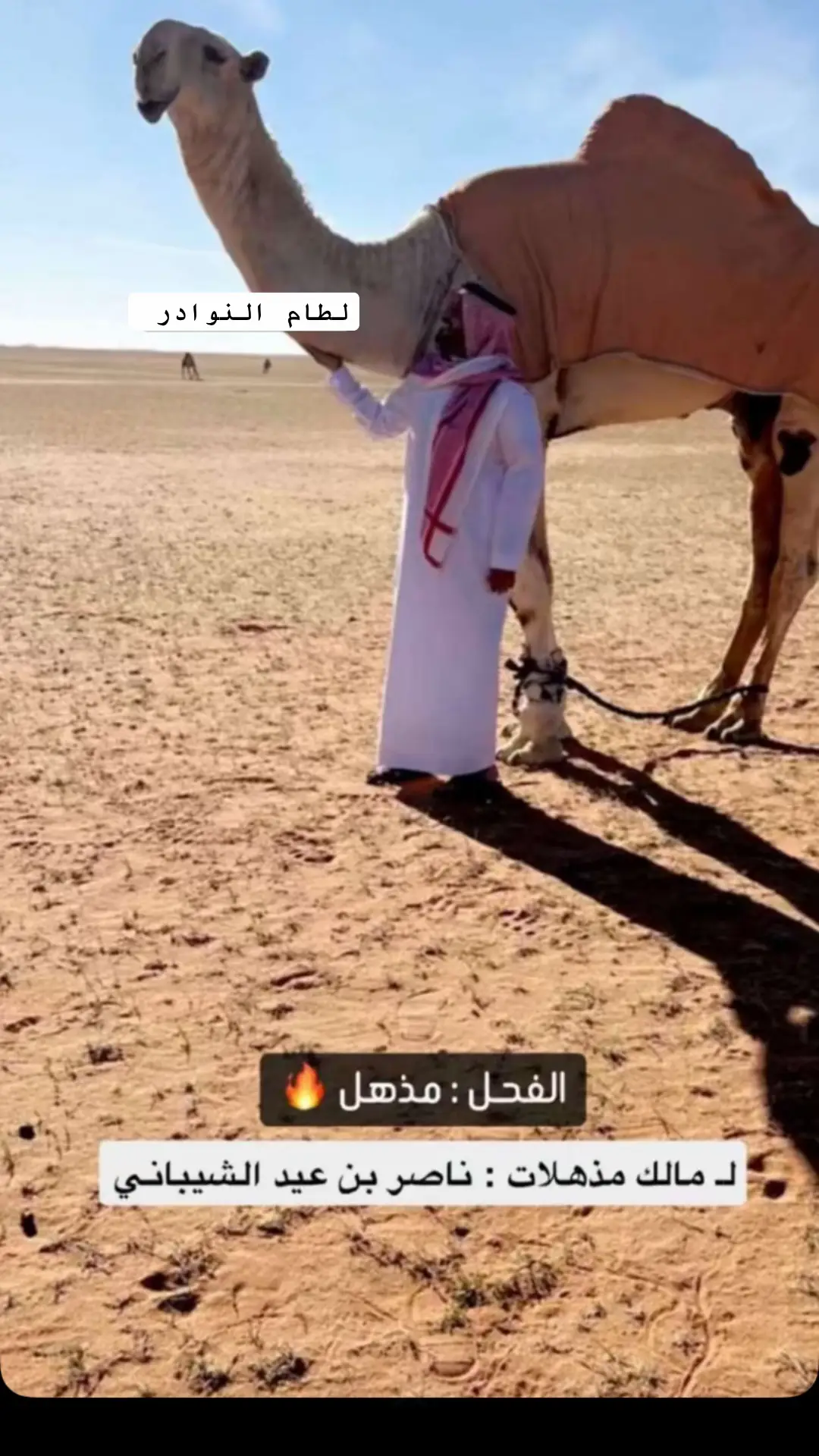#البل #عطايا_الله #اكسبلورexplore #لطام_النوادر 