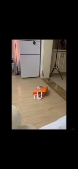 bbnorahs cat vs the bag 😆 🤣 #bbnorah #fypage 