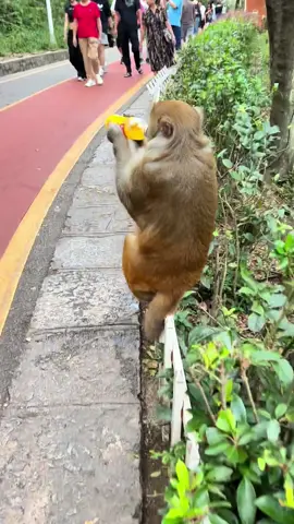 Interesting monkey #fyp #cute #funnyvideos #pet #foryou #tiktoks #animals #foryourpage #monkey #usa_tiktok #funny 