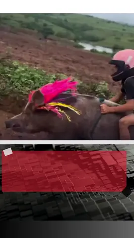 Um vídeo mostra uma menina que resolveu improvisar o transporte usando um porco. A cena, que parece saída de um desenho animado, mostra ela de capacete montada no animal. O momento da 