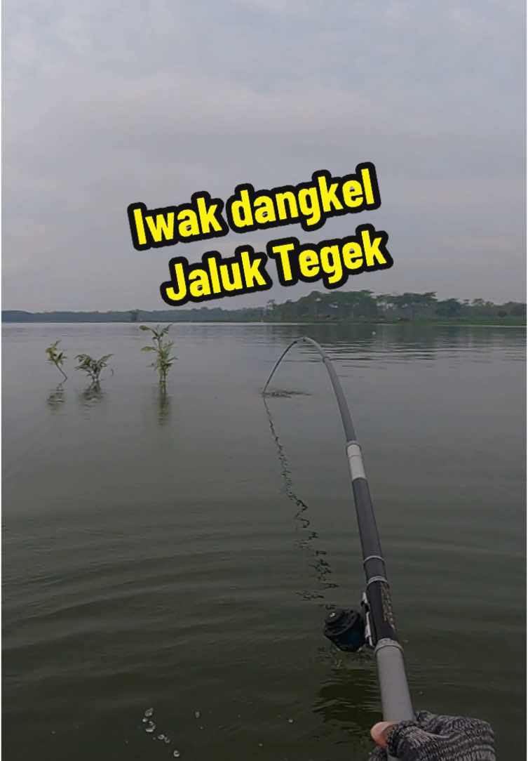 Wong lio ngerti opo rasane iwak gondelan gangkel  #mancing #mancingmania #mancingtiktokmania #mancingnyobok #fyp #mancingikannila #foryoupageofficiall 