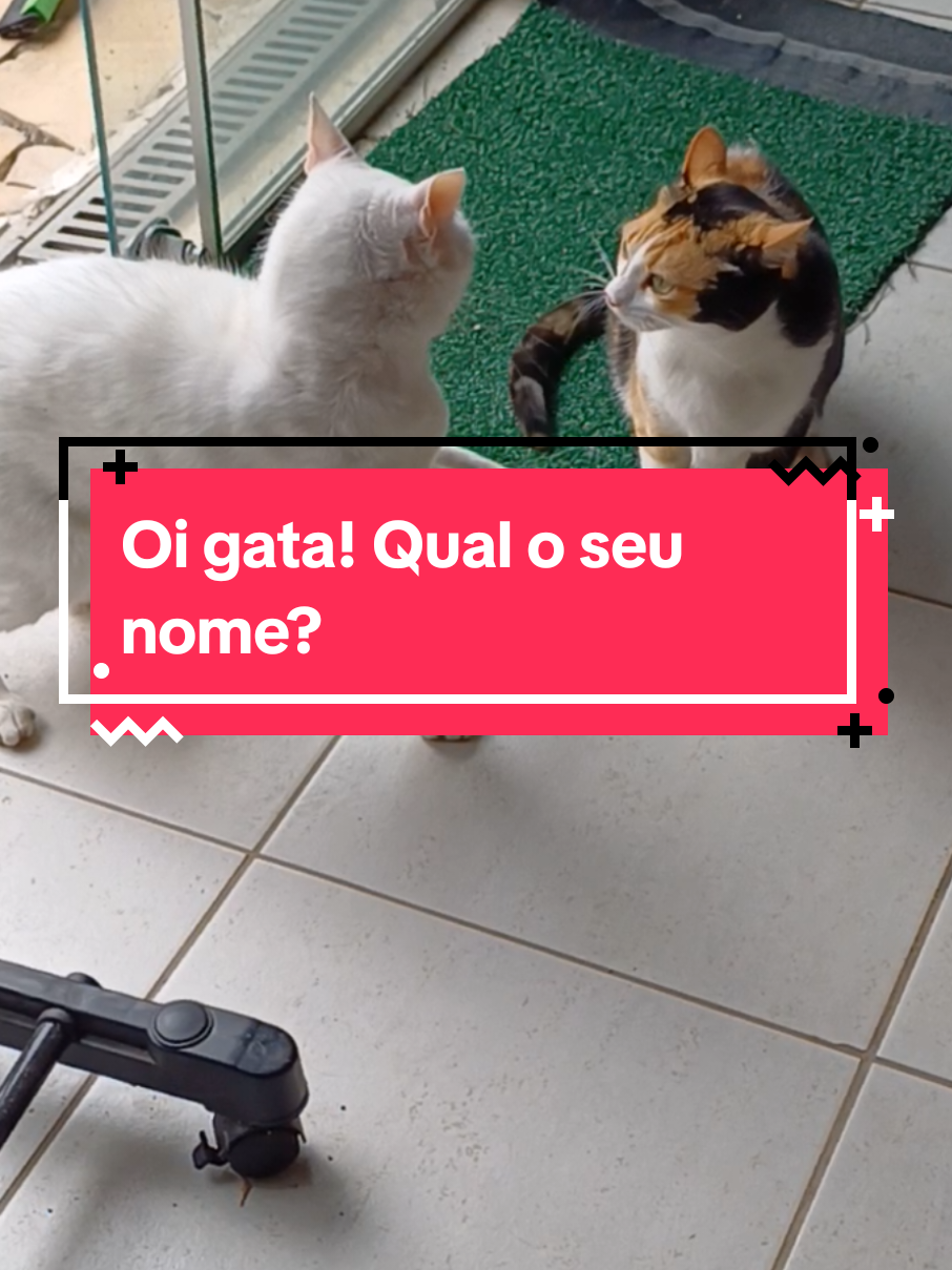 Oi gata! Qual o seu nome? #catarinagata #chicogato #gatosdivertidos #gatosengraçados #humor 
