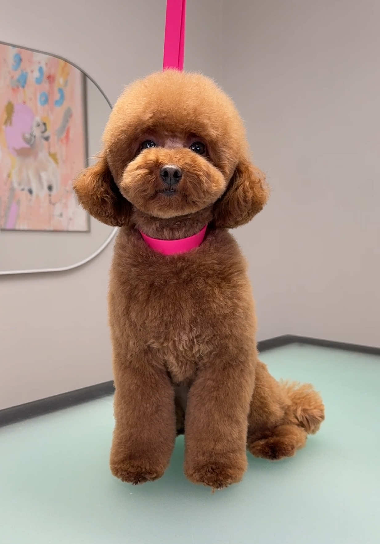 The cutest ginger princess and her groom 🥰🐾✂️ #toypoodle #toypoodlepuppy #dogtok #doggroom #dogsoftiktok #doggroomer #doggroominglife #poodlesoftiktok #poodle #furryfriends 