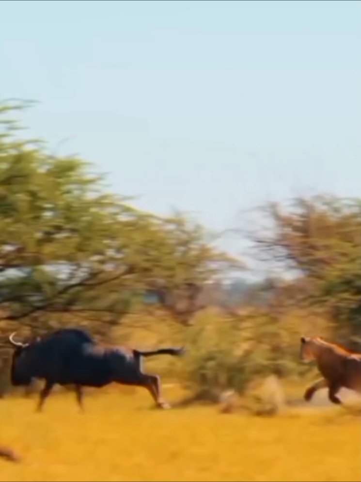 lion Haynes competition hunting#foryoupage #animalsvideos #wildlife 