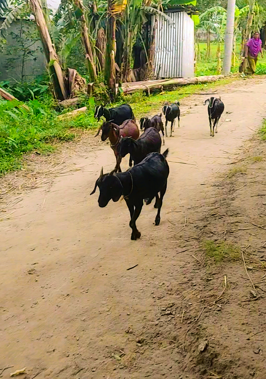 নিয়মিত 