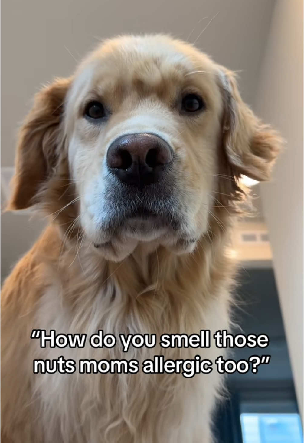 Oooo that’s crazy  #goldenretriever #goldenretrieverlife #dog #dogsoftiktok #dogs #pet #petlover  
