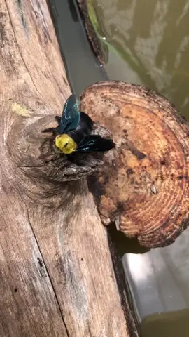 SMART Farmer | ทำที่ให้น่าอยู่ bumblebee ก็บินมา  #เกษตรเพื่อสุขภาพและการประกอบการ #SMARTFarmer #มหดิลนครสวรรค์ #agripreneur 