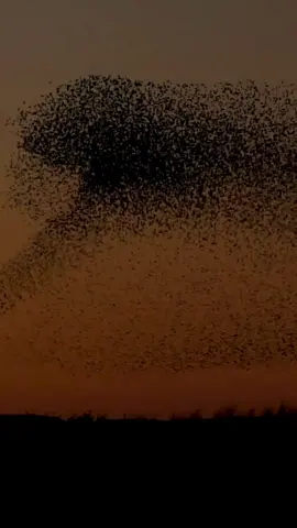 Did you know a murmuration is a large flock of birds, especially starlings, that fly together in intricate, ever-changing patterns. #ausgeo #seeaustralia #factoftheday #murmuration #starlings #birdsofinstagram #birdsofaustralia #birding