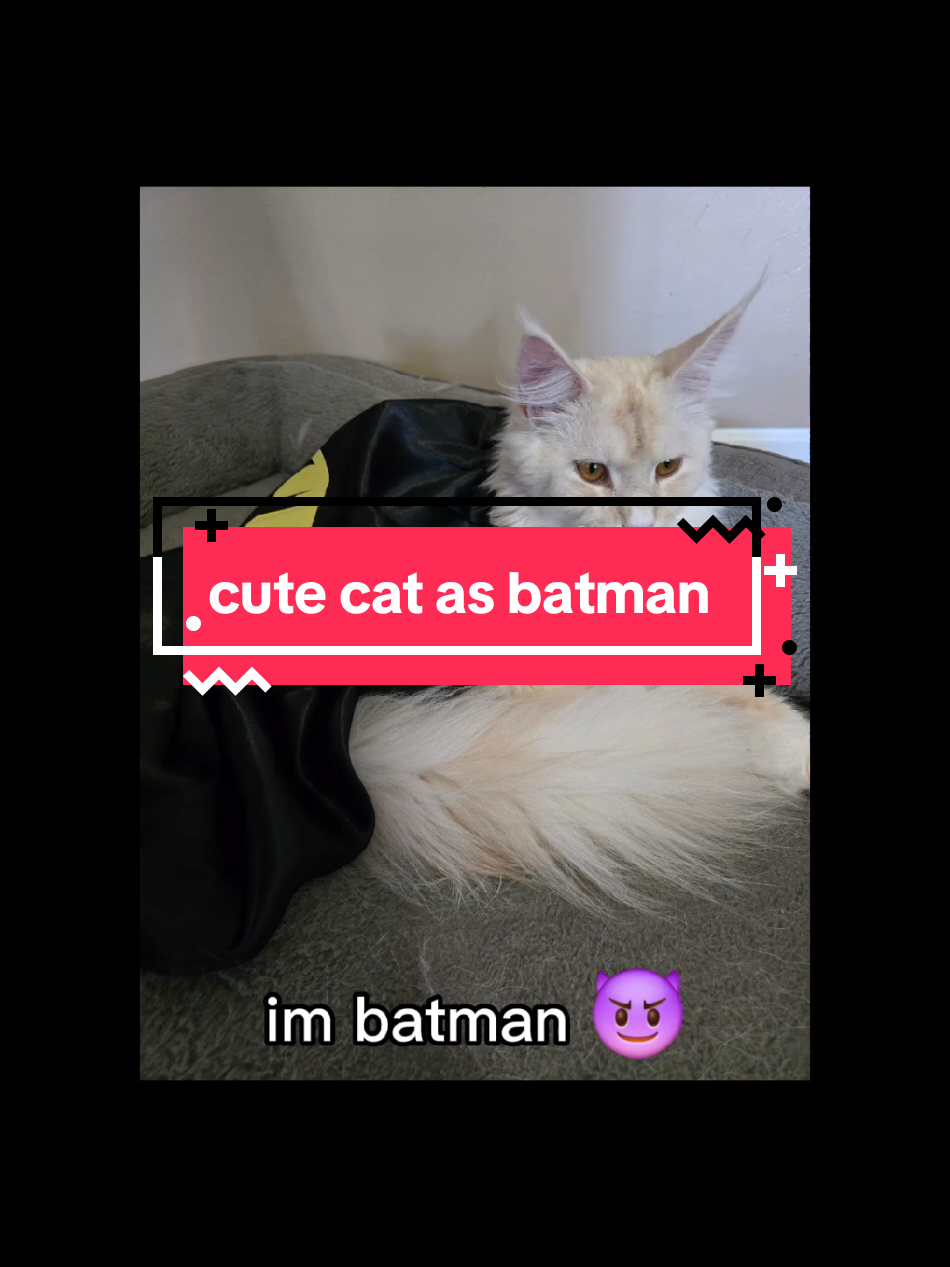 Reggie is trying out his super powers!  #sirreginaldelton #mainecooncat #batman #cutecat #cutecats #cutecatvideos 