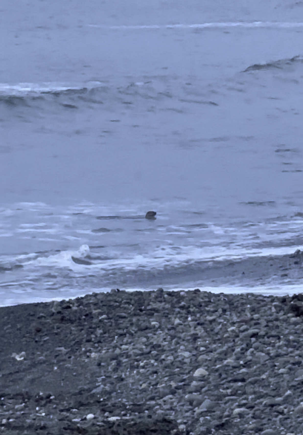 In honor of #nationalotterday.. having dinner on the beach and this guy joined us. He did catch a fish but we didn’t get video of it. #olympicnationalpark 