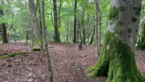 #loveofdogs #friends #GoodDog #woods #friends #pets #dogsoftiktok #Deriford #hellotiktok 