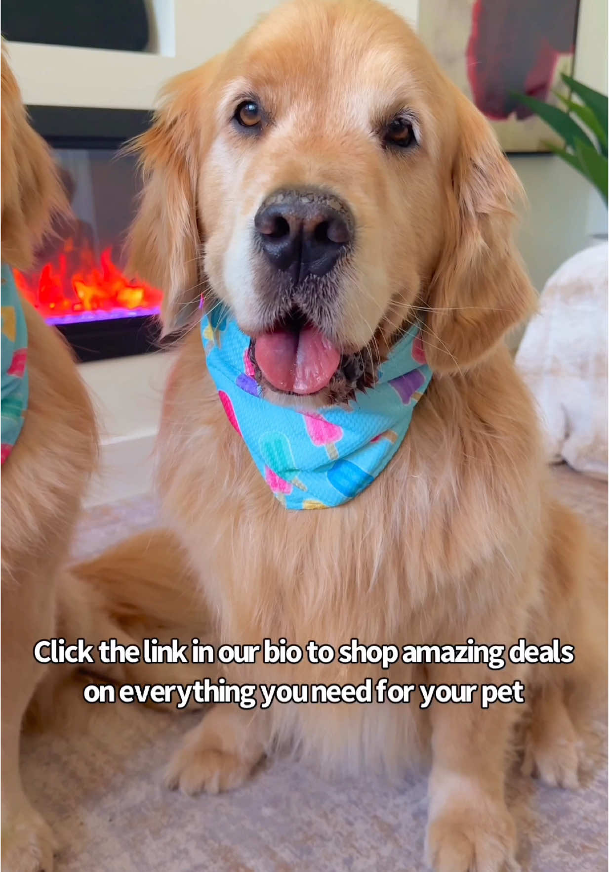 @chewy canada always has us looking our best. Chewypalooza is on now, featuring their biggest deals of the season! For new customers: 30% off your first order 20% off your next two orders For everyone: 40% off your first Autoship order #chewypalooza #chewypartner #chewyweek