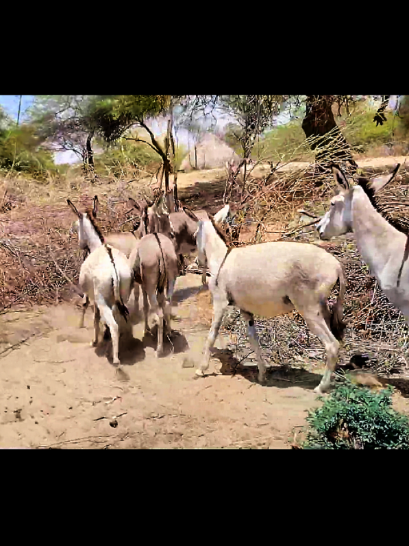 #viraltiktok #donkeys #donkeysanctuary #horsesoftiktok #jungle #donkey #hirsesoftiktok #horsegirl #horses 