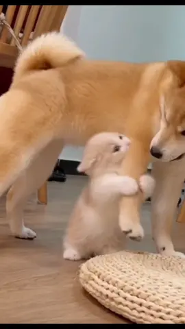 cat and dog so cute #cutedogs #us 