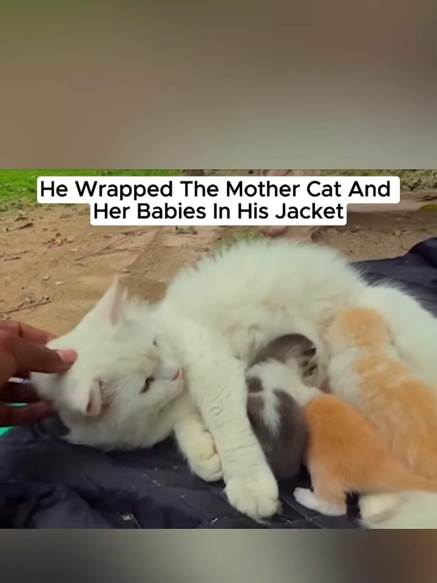 Stray Cat Found In A JacketBut She Wasnt Alone Inside...  #fypシ #cat #rescue #rescuecat