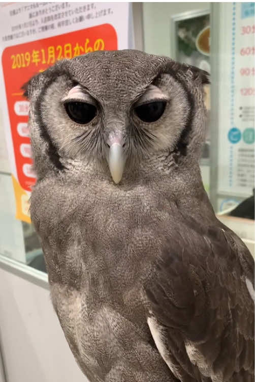 Owl 🦉 core.#🥰🥰🥰 #owl #owlsoftiktok #animals 