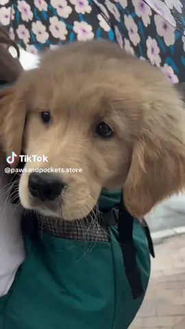 #cherrue #fyp #dogsoftiktok 