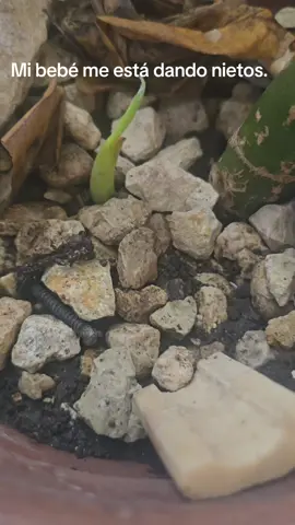 #plants 