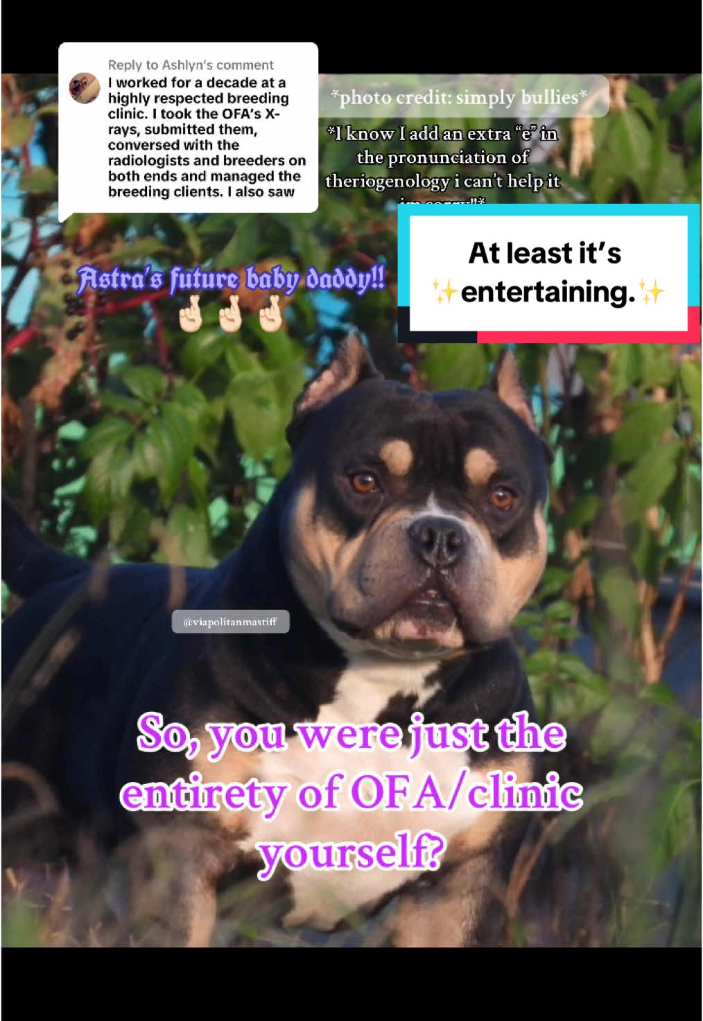 Replying to @Ashlyn #lol #dogtok #dogcommunity #dogbreeding #reputablebreeder #OFA #bullybreeds #americanbully #pocketamericanbully #pocketbully #bulliesoftikitok #wellbredpurebred #fyp #fypdog 
