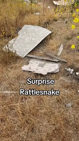#rattleblade #snake #pov #Rattlesnakes  #Outdoors #new #viral #snakes #sandiego #fypシ  #rattlesnake #fyp #wildlife  #foryoupage #reptile #animals  #nature #outdoors  #2025 #california #trending 