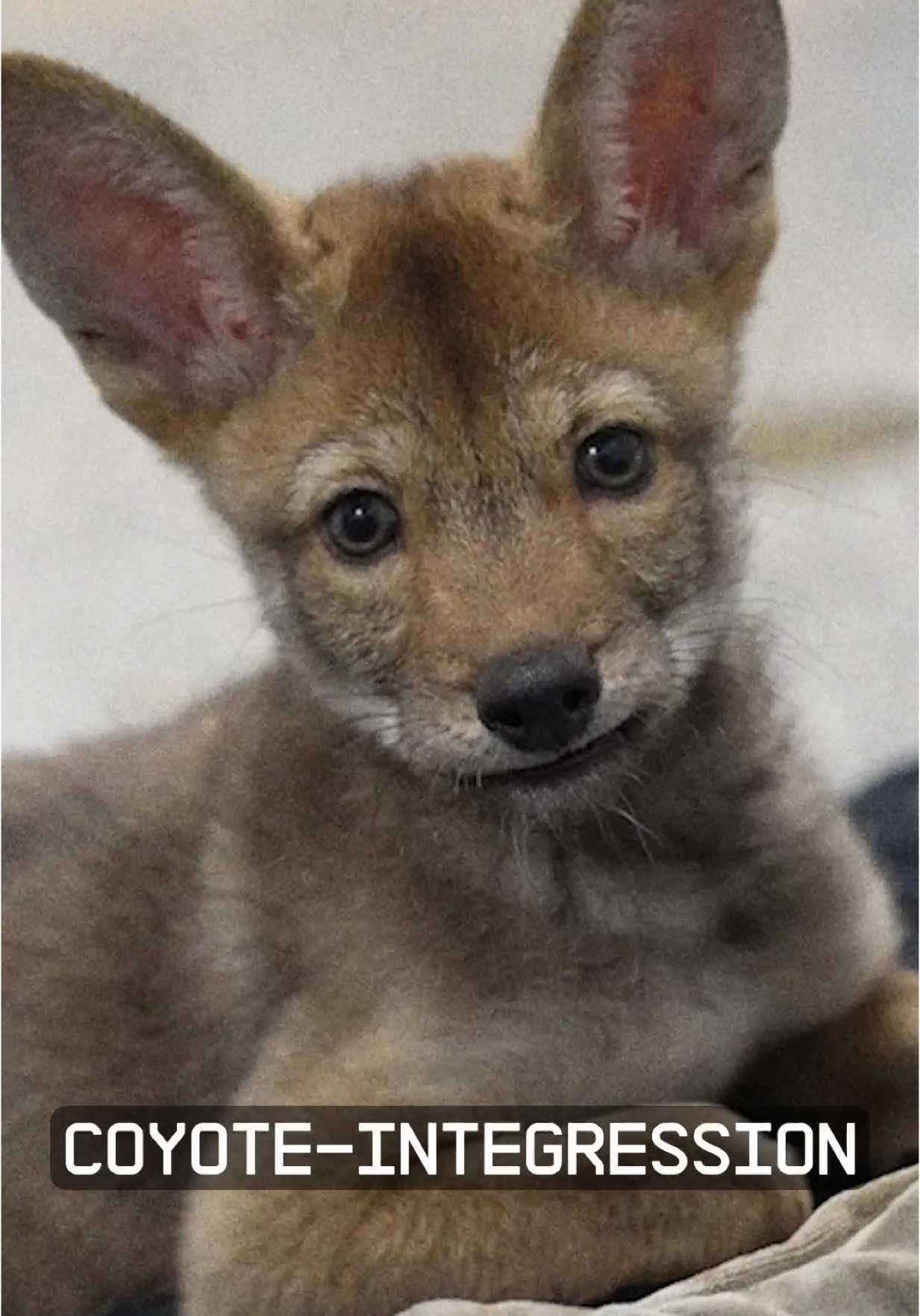 Red Wolf DNA in coyotes? Nature said ✨plot twist✨ Meet the Red ‘Ghost’ Wolf.  Nearly 50 years after being declared extinct in the wild, traces of rare Red Wolf DNA were found in Gulf Coast canids. This discovery sparked bold new ideas to help save the species. Explore the tools we’re using and the potential they hold for rescuing the world’s most endangered wolf.