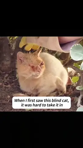 #rescue #fyp #cat #catsoftiktok #cute 