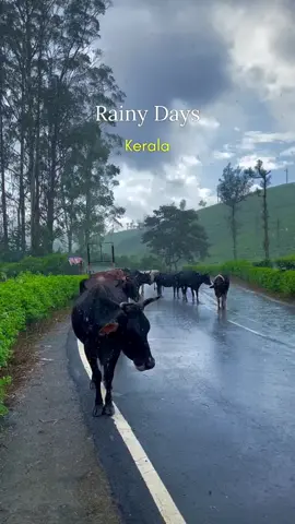 മഴക്കാലം 🍃🍂🌴🌱🌿❤️🌧️🌧️🌧️🌧️🌧️