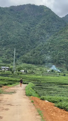 Mấy cô chú bác ở đằng sau kia hái chè nhìn như 1 bức tranh- tuy vất vả nhưng nơi đây bình yên và trong lành.❤️🥰 #laichau #tanuyen  #doiche 