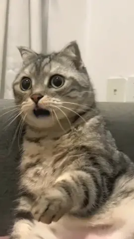 #pet#cat#animal#foryoupage#dogtiktok#petlover#xuhuong#trending#tiktok#funny videos