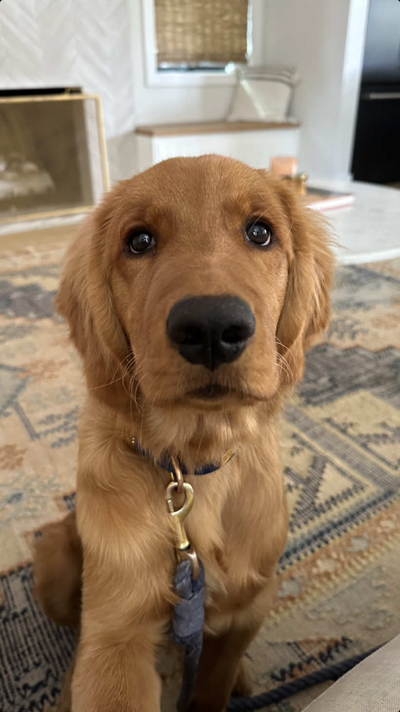 Always our little puppy 🥹 . . #6months #goldenretriever #goldenretrieverpuppy #goldenpuppy #goldengang #goldenboy #puppygram #cutestpuppy #doglover #puppiesofinstagram #puppy #california #oc #huntingtonbeach #puppyreels #beachpup #ohana @4loveofgoldens @UnHide @CAVOLOGY | dog accessories🇨🇦 @4LoveOfGoldens Pam Berry 