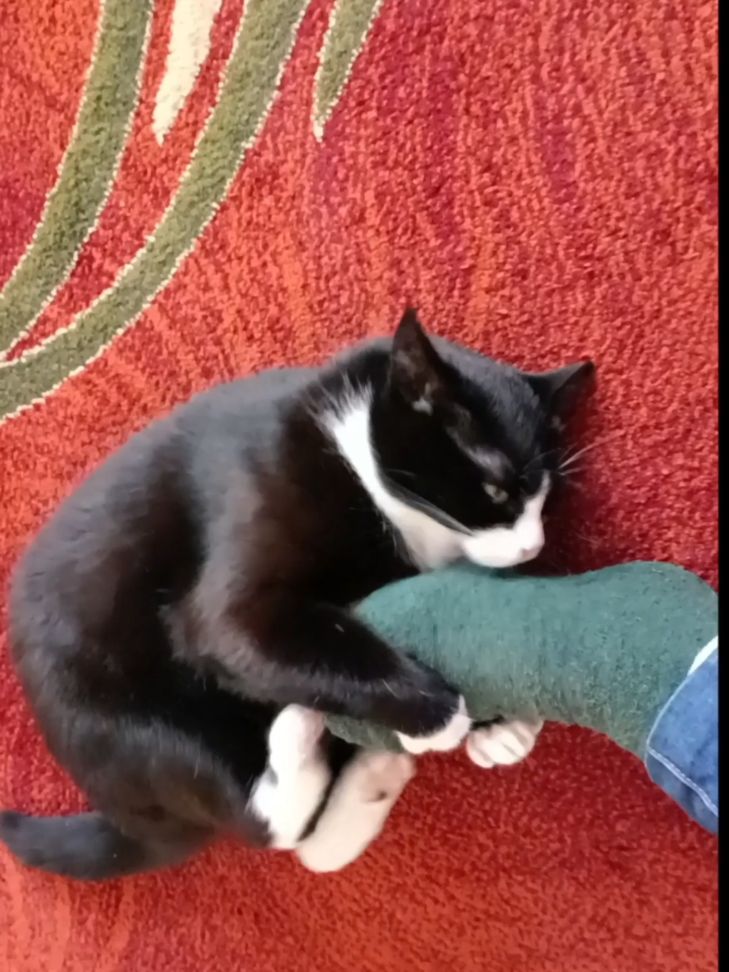 #catvideo #cats #catvideos #cat #catsoftiktok #cattiktok #catlover 