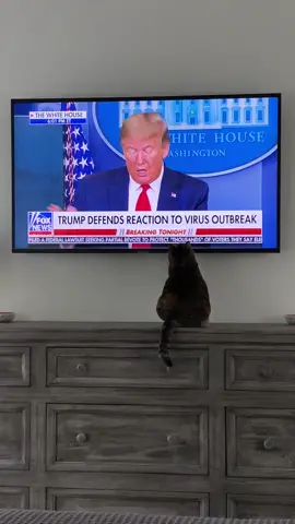 Cat VS. Trump #cat #cats #catsoftiktok #catslovers #catlover #catlovers #kitty #kittycat #kittycatsoftiktok #trump #funny #comedy #funnyvideos #funnyvideo #pets #PetsOfTikTok 