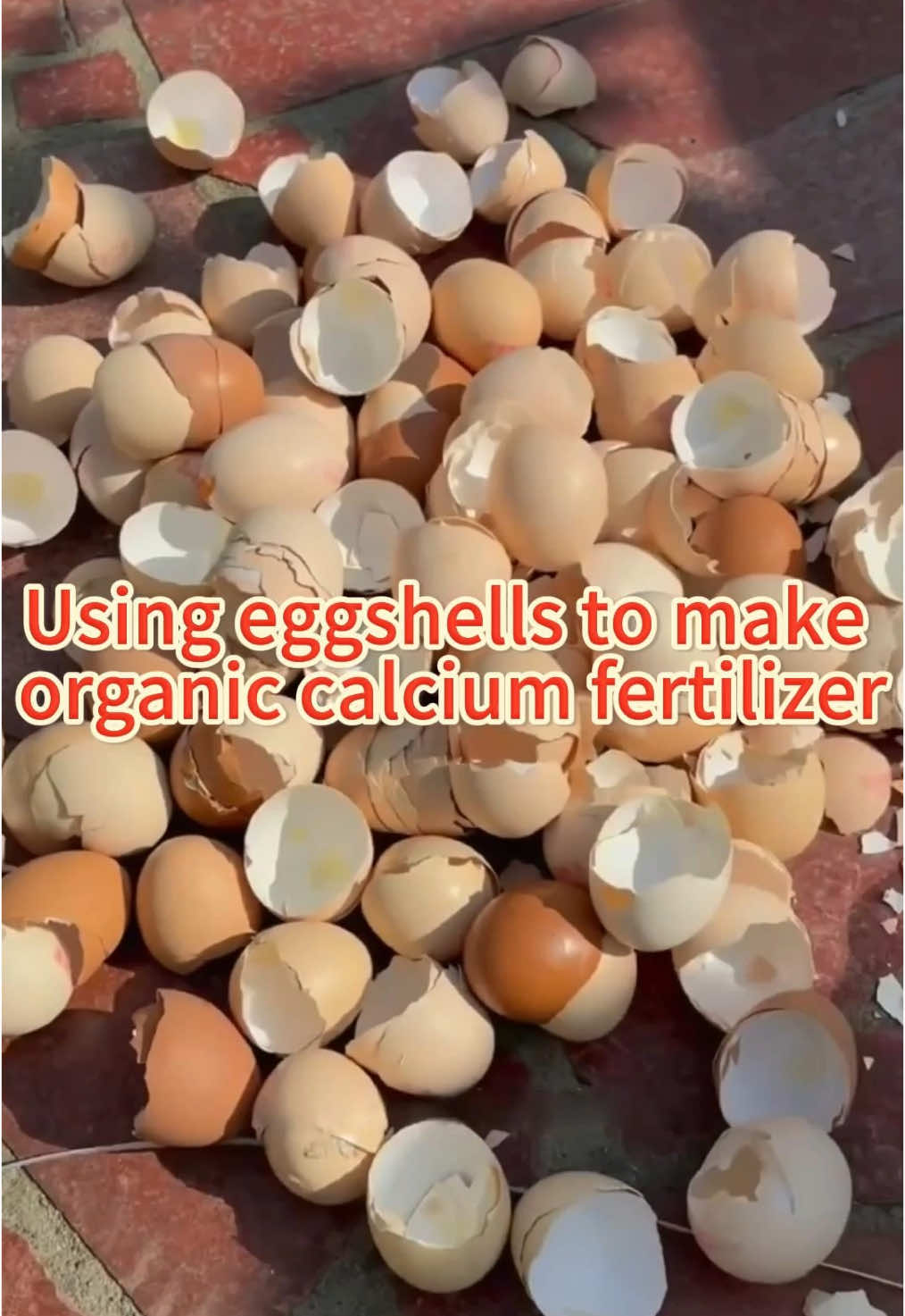 Using eggshells to make organic calcium fertilizer #gardeningtips #garden #gardening #gardeninghacks #plantlover #plant #agriculture #planting #planttips #gardentok #PlantTok #farm 