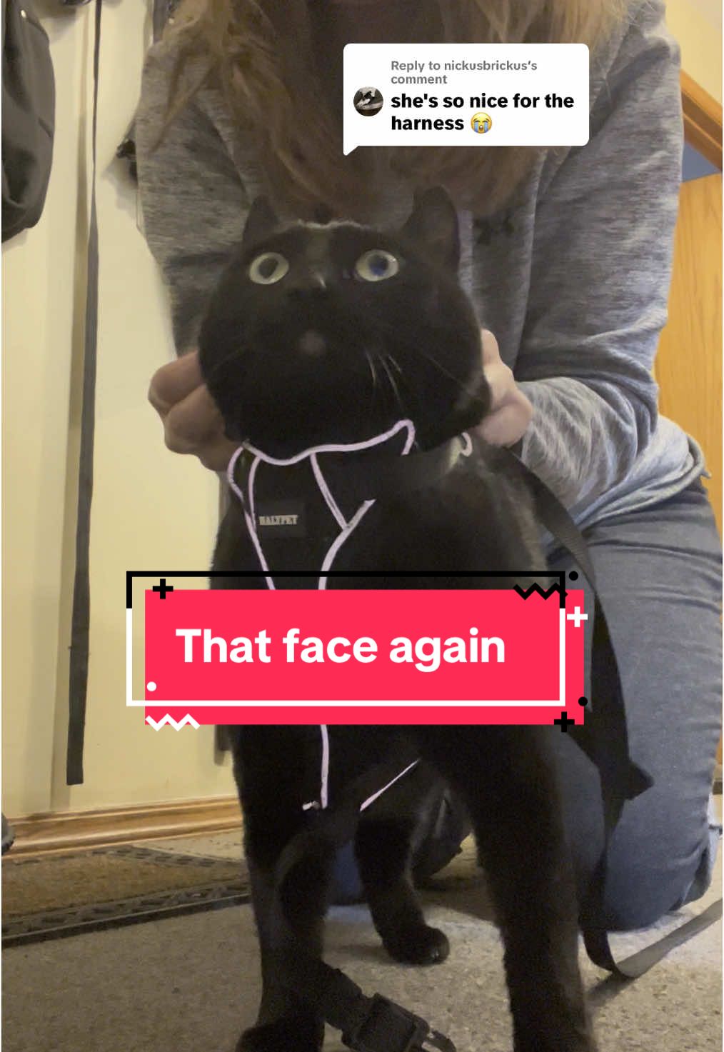Replying to @nickusbrickus she was so sweet at the end 🥹 but really she does so well with the harness, I got so lucky with her ❤️ #adventurekitty #Outdoors #purr #catwalk #harness #catsoftiktok #blackcatsoftiktok 