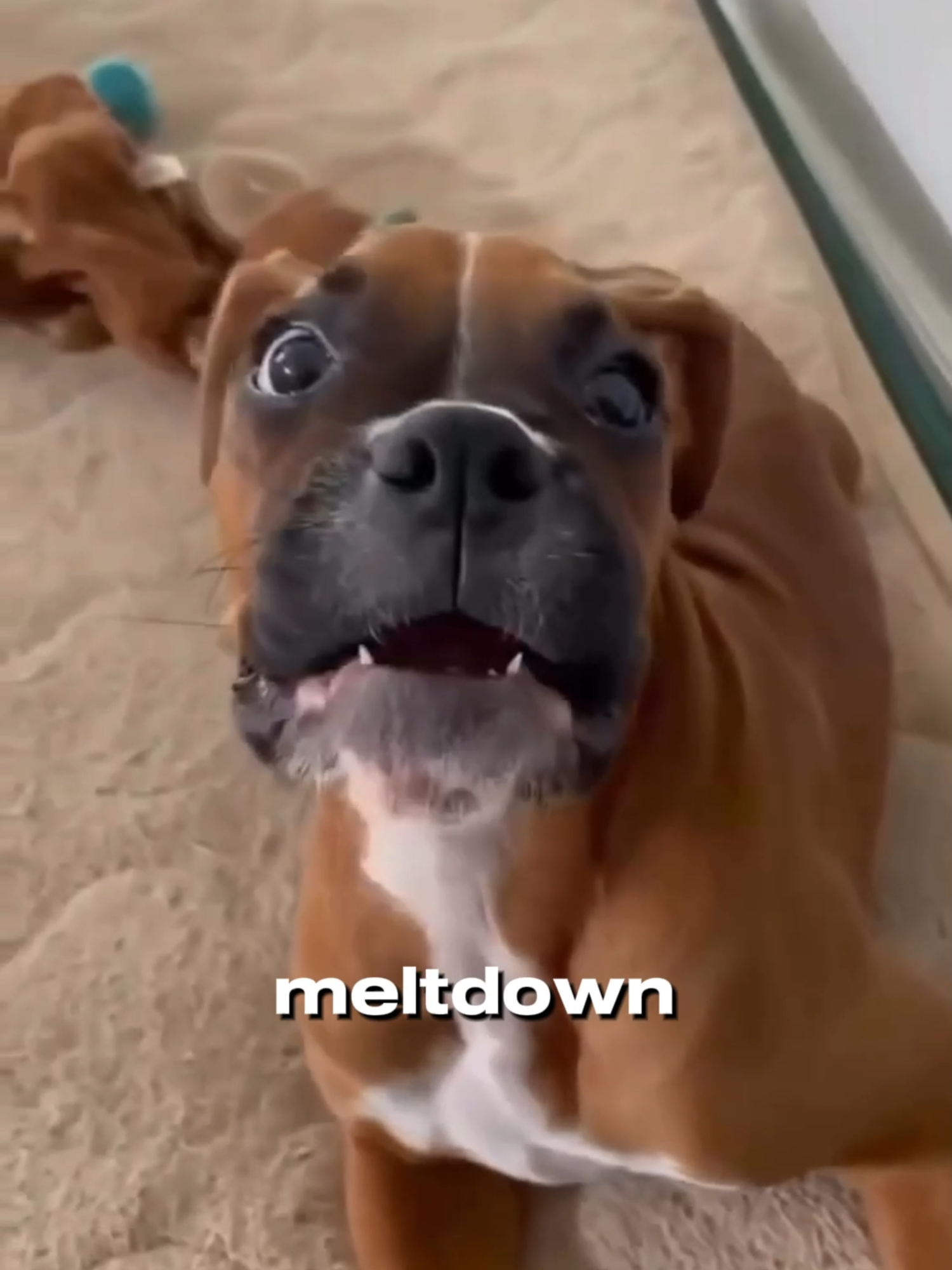 Meet the Boxer #boxerdog #boxerpuppy #boxerdogsoftiktok #boxerdogs #dogs #dogsoftiktok #dogtok