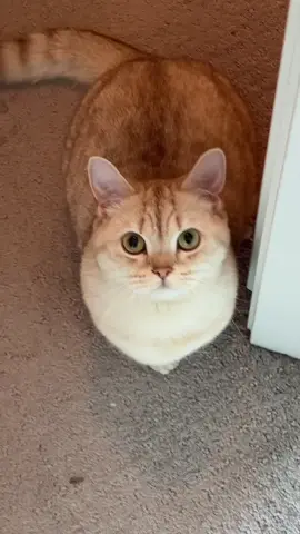 Ultimate betrayal #cats #catlover #catowner #catsoftiktok #catlovers 