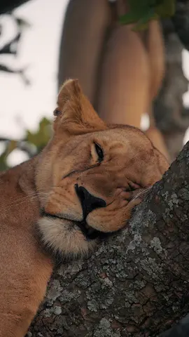 A lioness resting in a sausage tree after a successful hunt. Her belly was so big it was hanging off on the side of the branch 😂 Sun was starting to set, no other cars around but us. Everything was just so beautiful on the Serengeti 🥺  📍Serengeti National Park With @greyjoy_safari_adventures  #lion #pantheraleo #lioness #safari #tanzania #animal #animals #animalvideos #animalphotography #nature #earth #wildlifephotography #wildlifevideo #africa #africanwildlife 