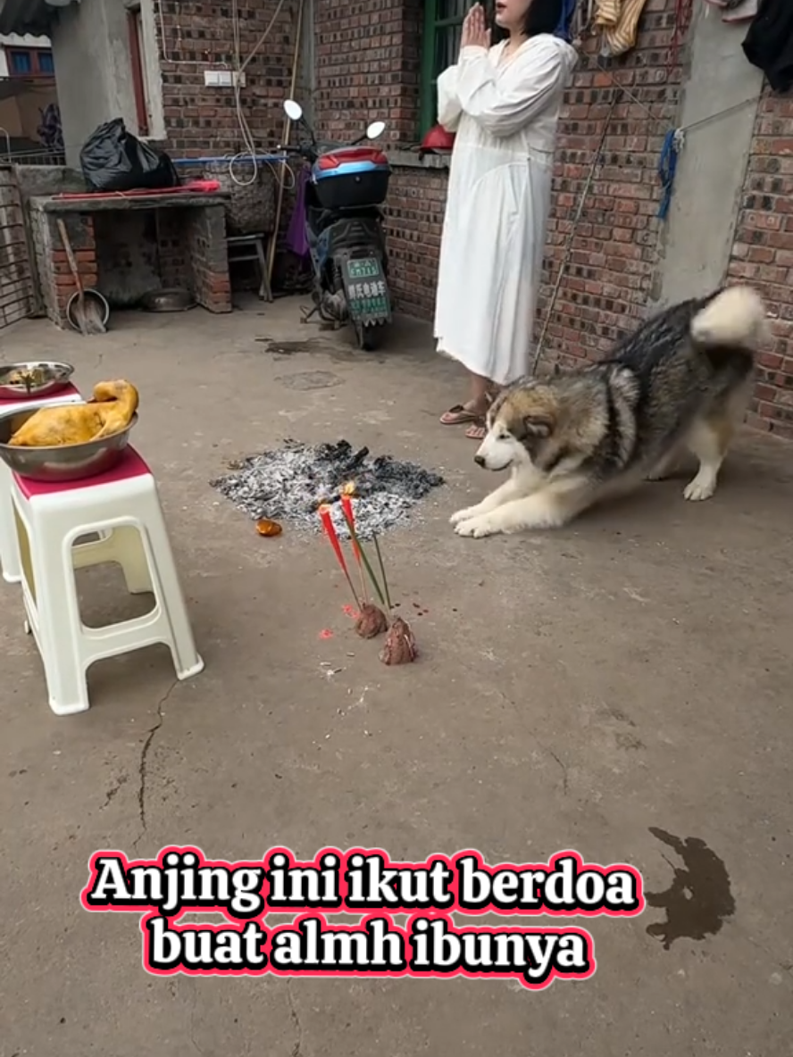 #anjingpintar  #anjingsetia  #setiasampaimati  #anaksetia 