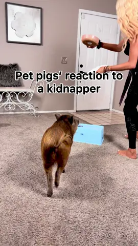 This fun test for our herd was inspired by our pig friend Merlin the pig & his parents 🥰🐽 Turns out food loyalty is stronger than human loyalty in both of our houses! 😆 @marcus_tinsley_ @jaceytinsley  #animallover #pigsaspets #foryourpage #funnyvideos #animalsoftiktok 