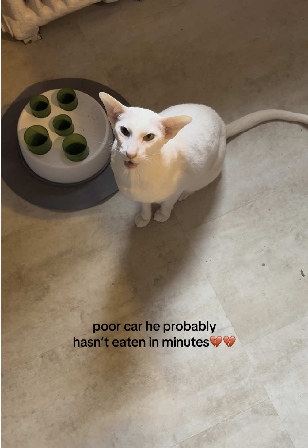 It’s lunch time twin!! #handsome #normancat #orientalshorthair #catsoftiktok #orientalshorthairsontiktok #orientalshorthaircat 