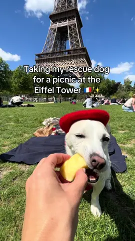 Taking my rescue dog for a picnic at the Eiffel Tower in a beret.  You’re welcome!! ☺️  #dogtravel #dogs #dogfriendly #fyp #rescuedog #petlover #pettravel 