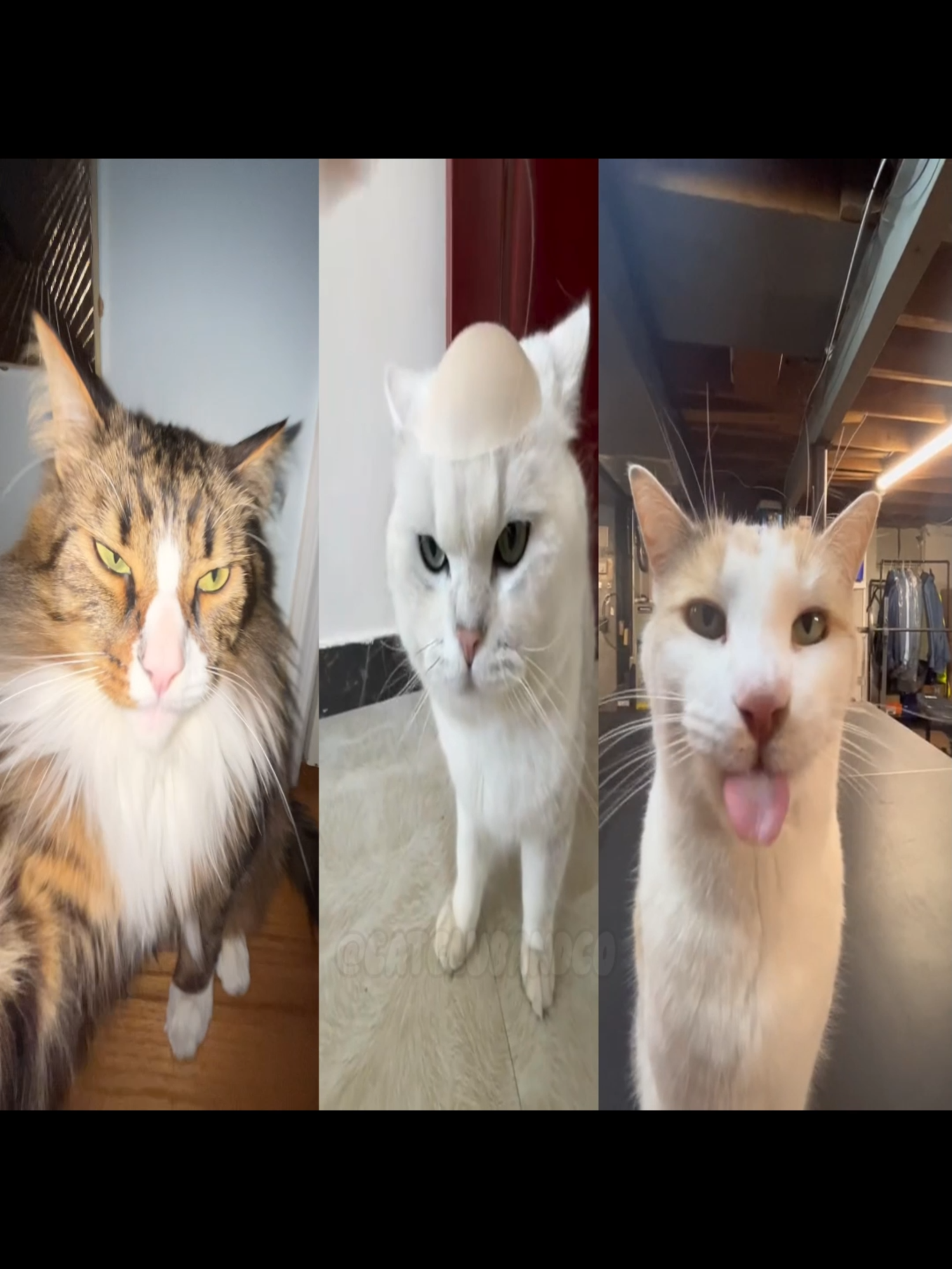 I FEEL LIKE I'M GUCCI MANE IN 2006 🗣️🗣️🗣️ #catsoftiktok #cattok #kittycat #catcore #catslife #silly #kitty #rap