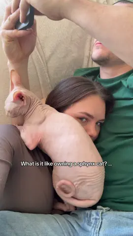 ‘I will fit in this spot’  #sphynx #sphynxcat #sphynxoftiktok #sphynxtok #sphynxcats #sphynxaddiction #sphynxkitten 