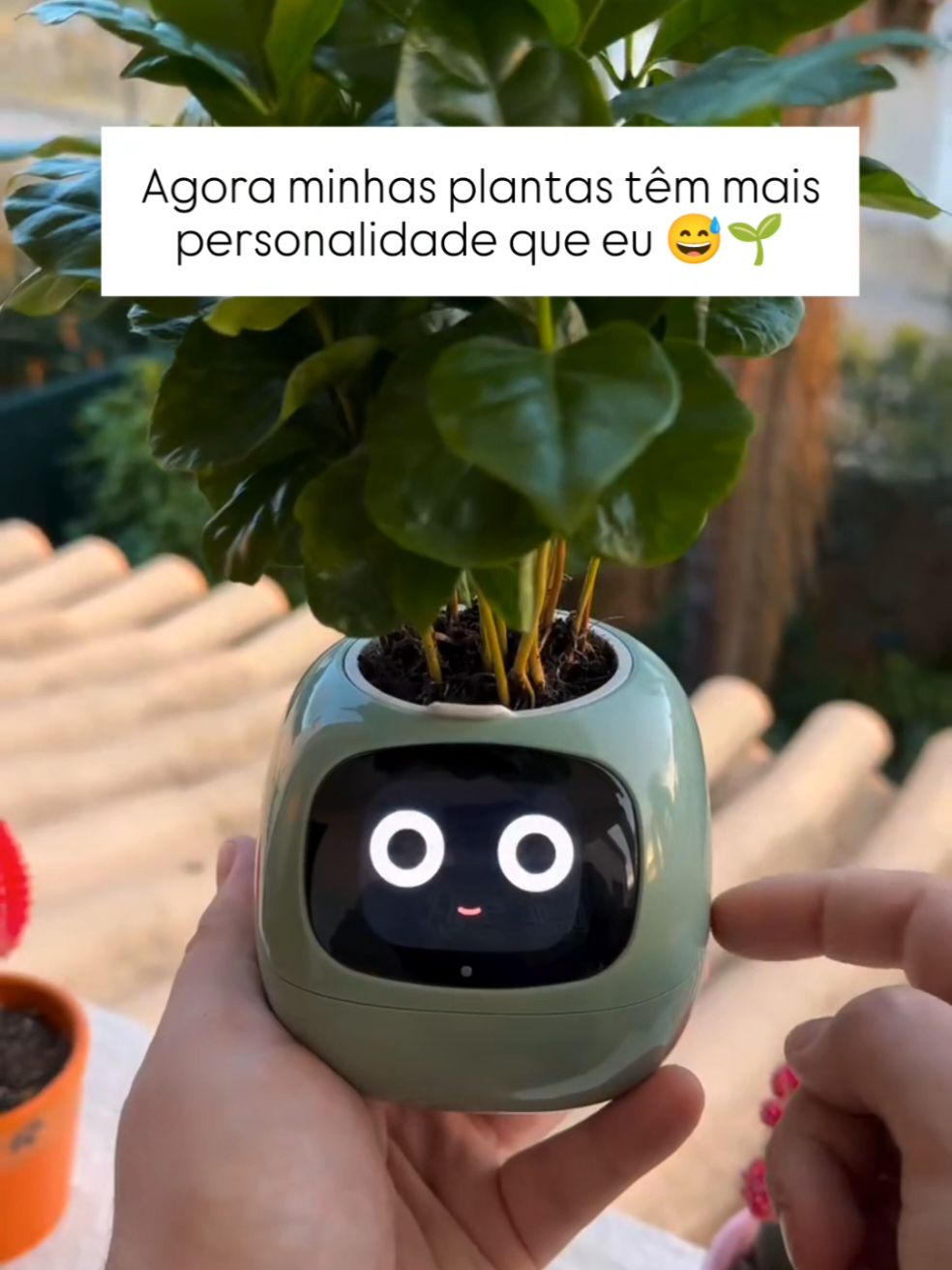 Link na Bio (SHOPEE) ou pesquise pelo ID: ABE-SKD-ZHA 🪴  #achadinhos #achadinhosdecasa #achadinhosshopee #shopee #plantasdecasa #maedeplantas #plantinhas #plantasdentrodecasa 