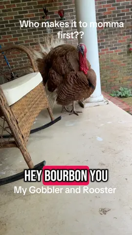 Gobbler and Rooster #farmlife #frontporch #rooster #chicken  #viral #fyp #viraltiktok 