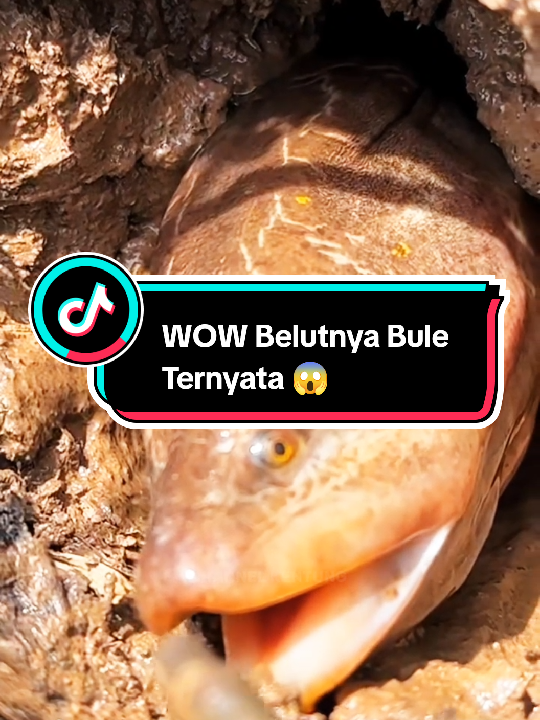 Mancing Belut Di Sawah Ternyata Masih Ada Belut Besarnya 😱#sorotansemuaorangpengikut #belutbabon #belutmonster #mancingbelutmonster #mancingbelut #mancingbelutsawah #belut #trending #viral #fyp 