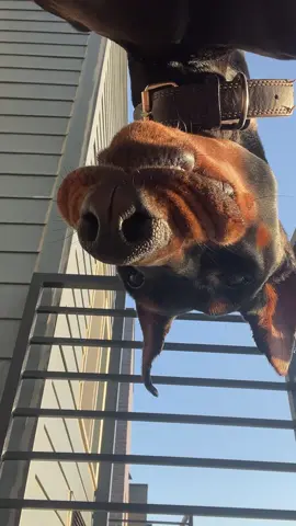 henlo friends